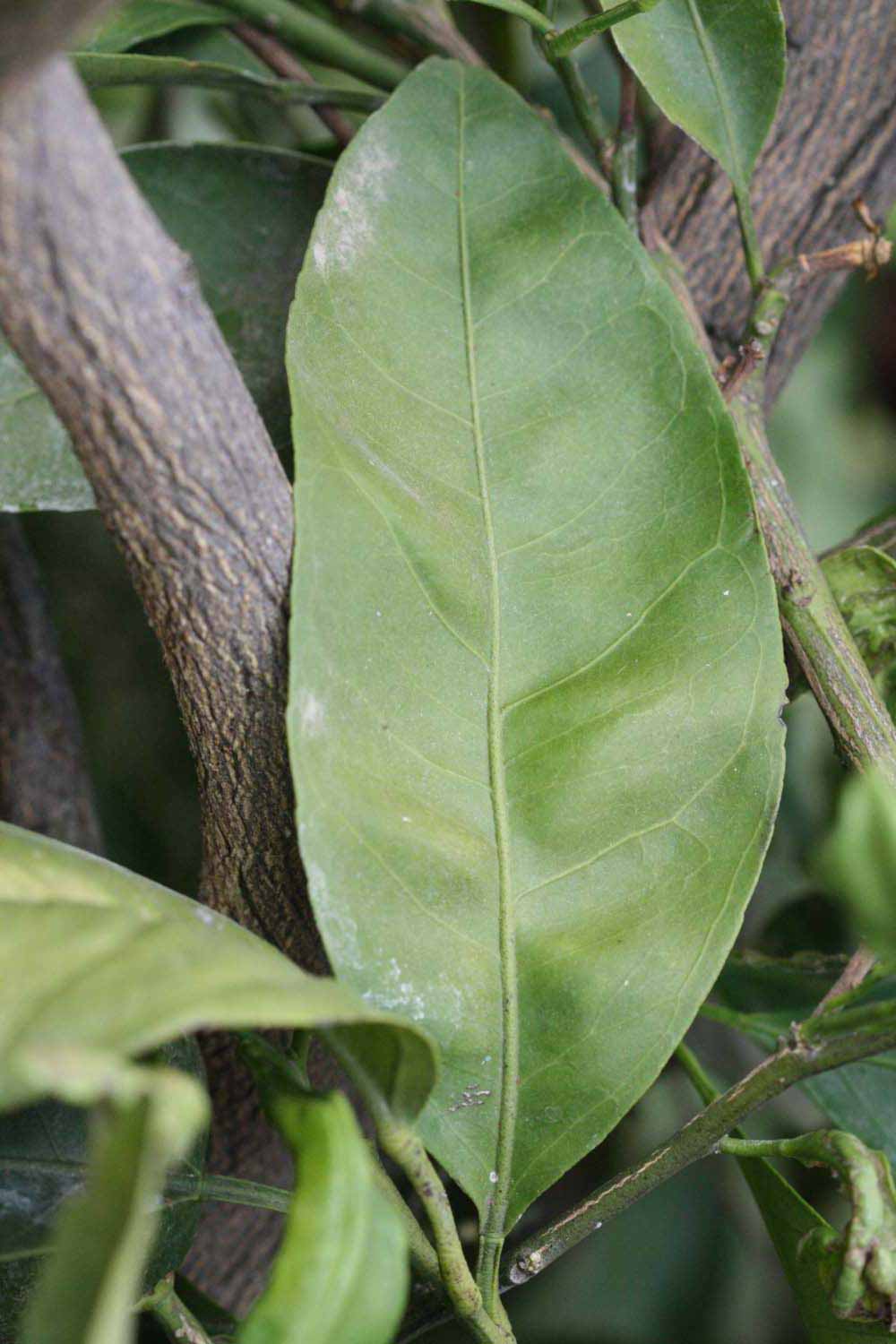              Unifoliolate leaf (Riverside, CA)       